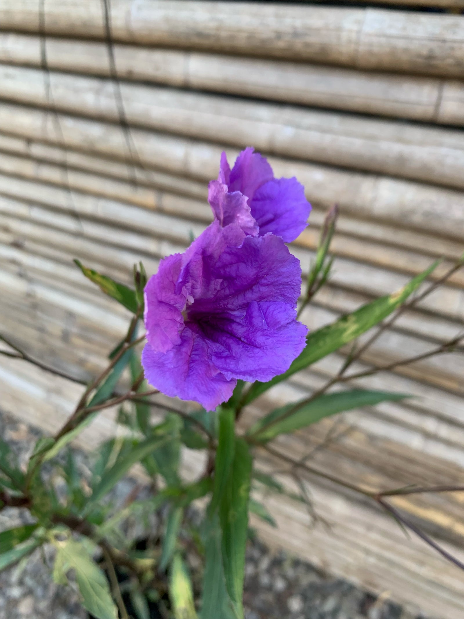 Petunia Mexicana - Ruellia angustifolia