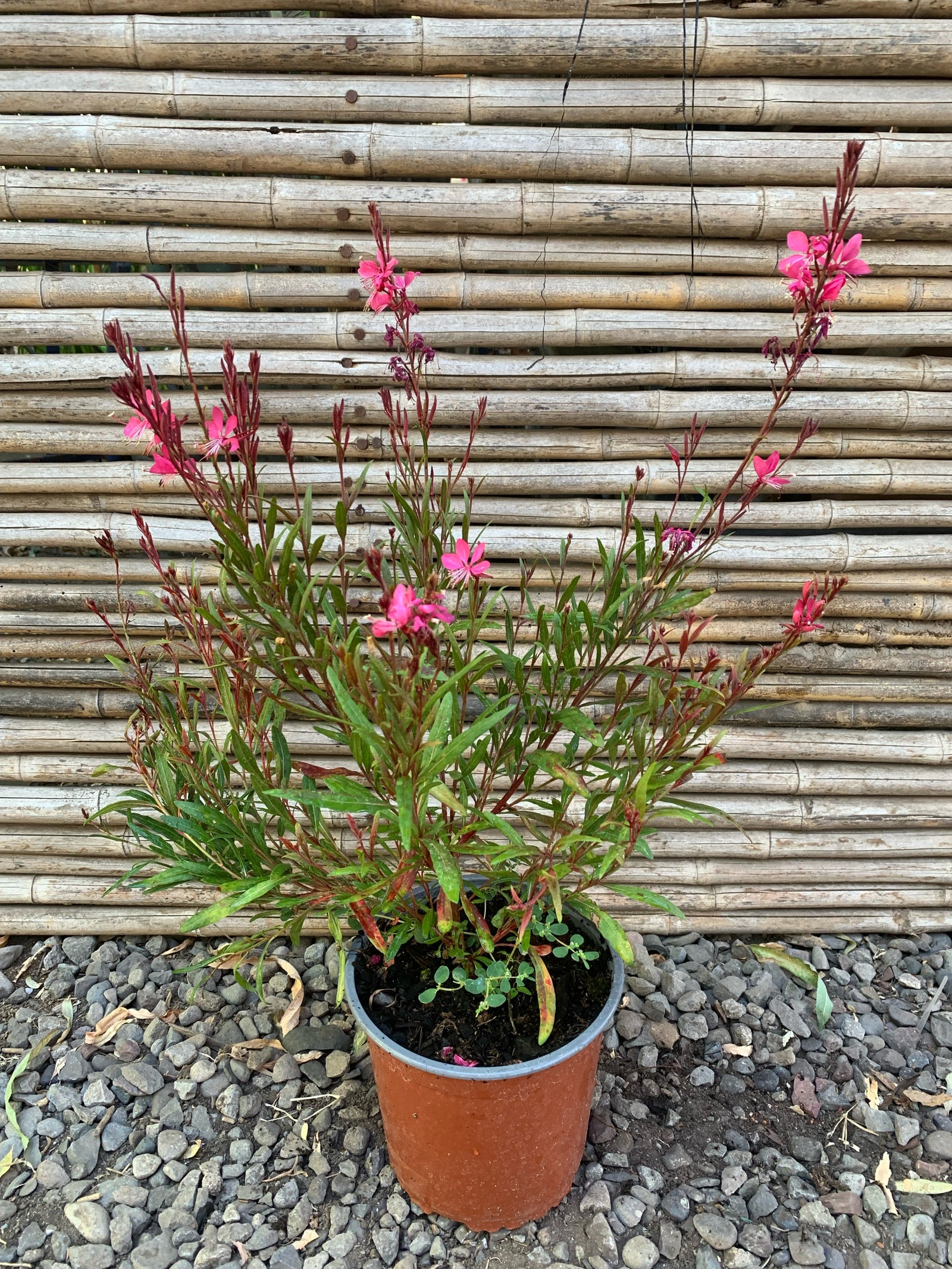 Gaura Rosada