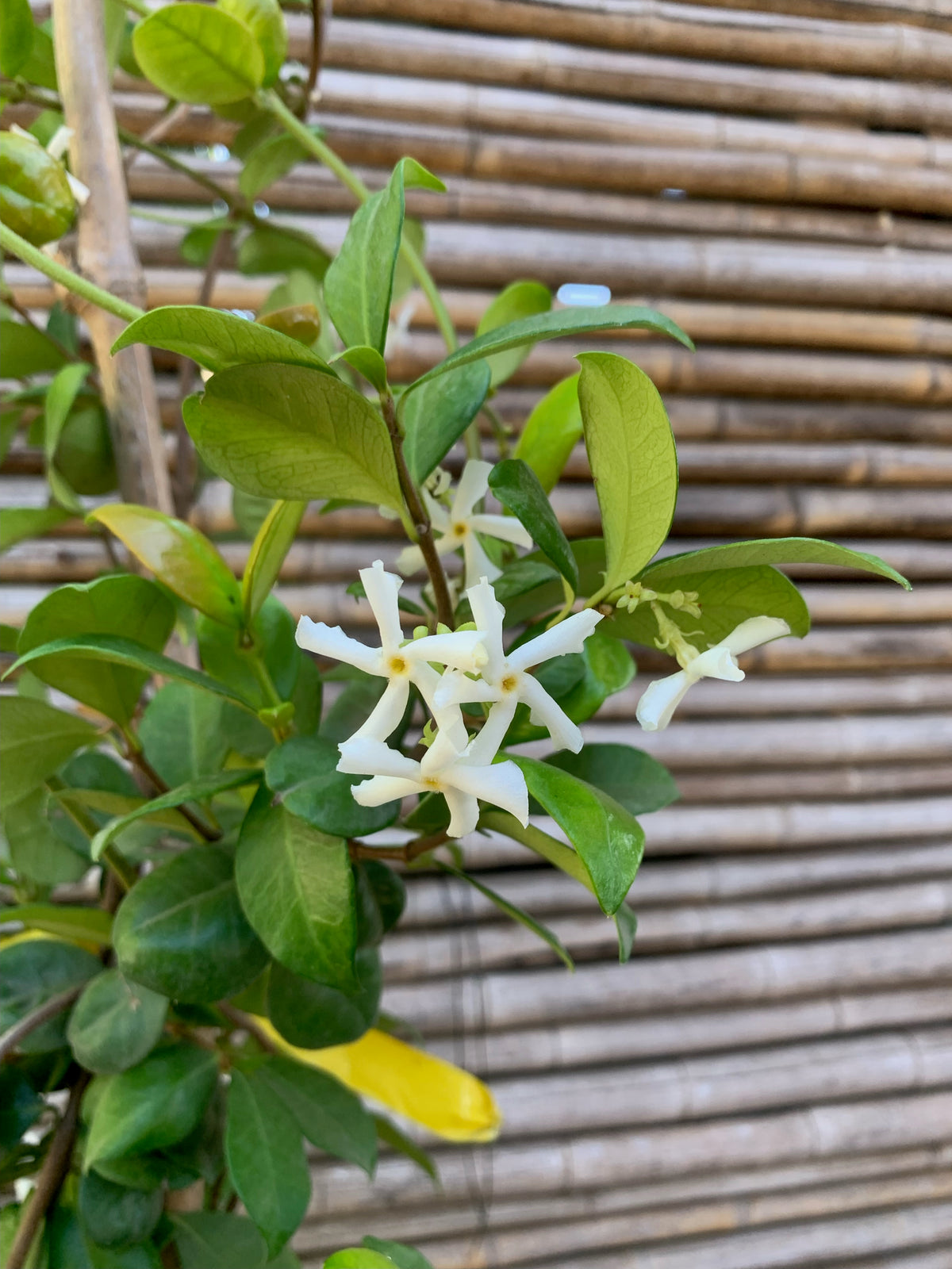 Jazmín Hélice - Trachelospermum Jasminoides (0.8-1.2m)