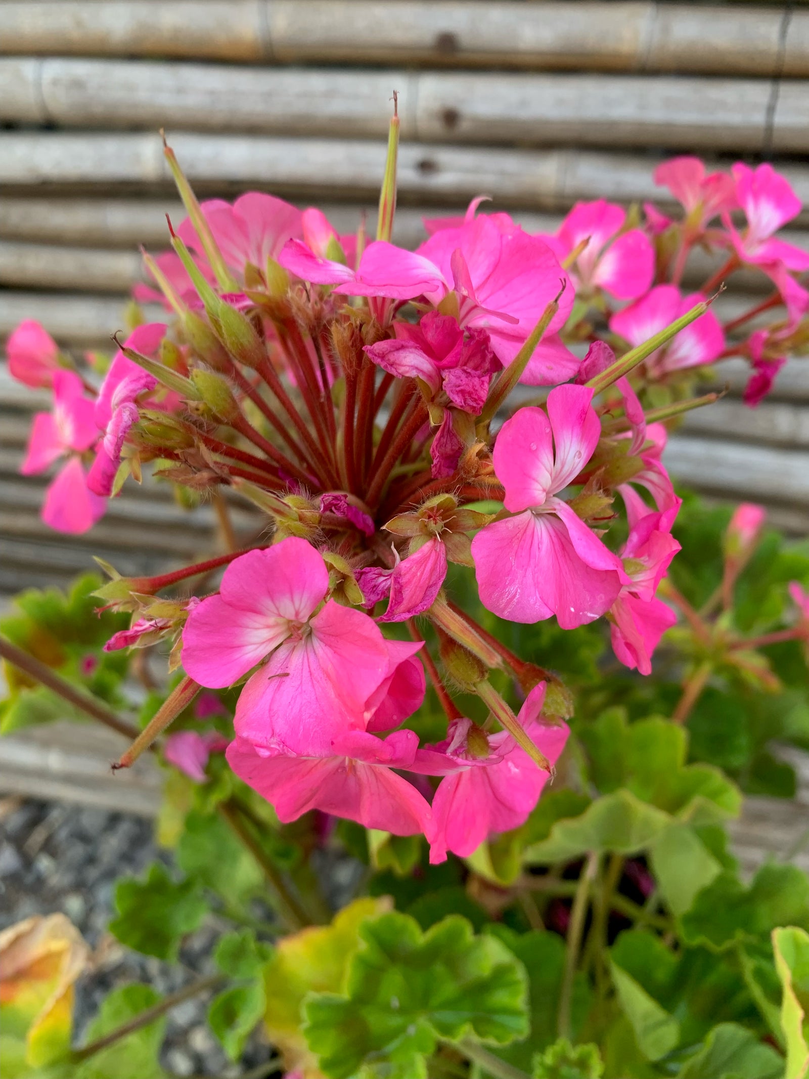 Cardenales - Geranium (COLORES)
