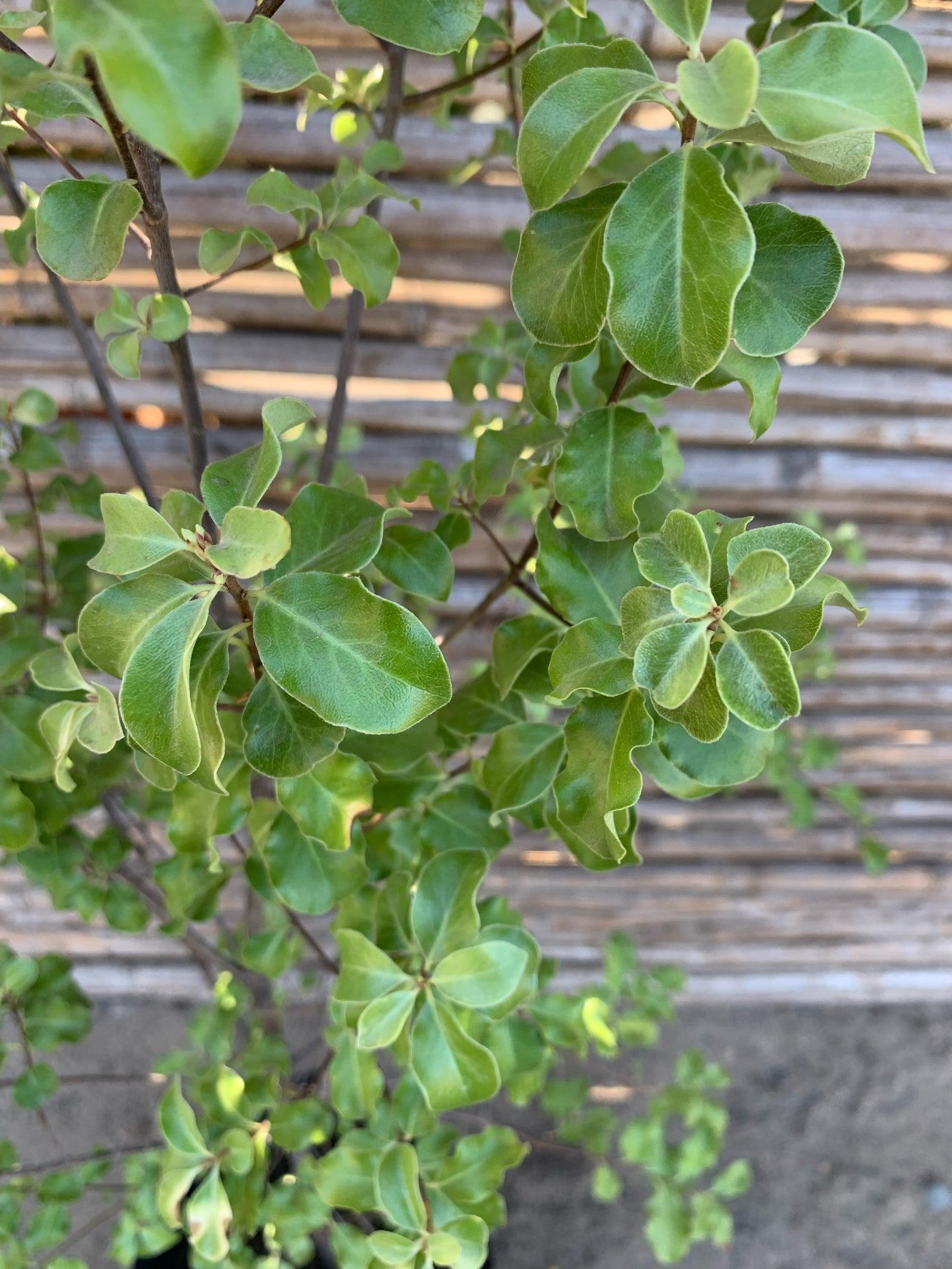 Pitosporo Nigricans - Pittosporum Nigricans (0.6-0.8 m)