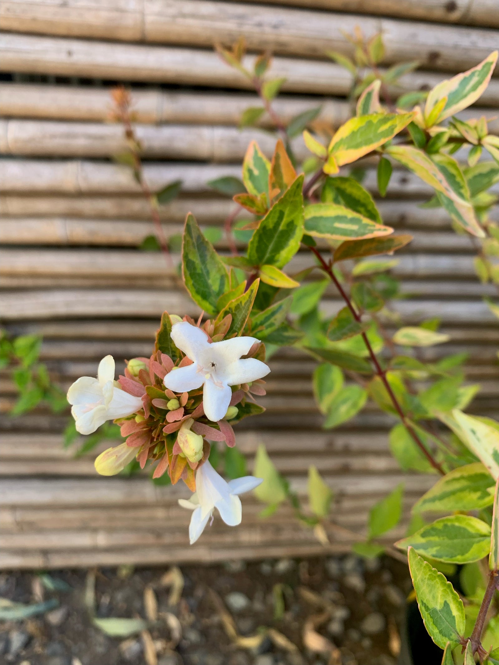 Abelia Compacta