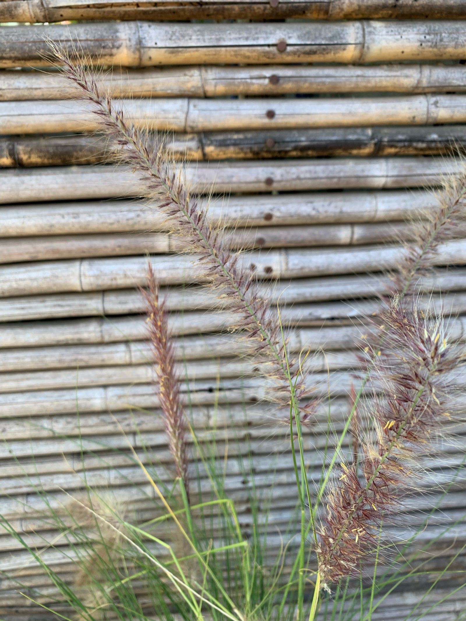 Penisetum Rupeliano - Pennisetum Ruppelianum