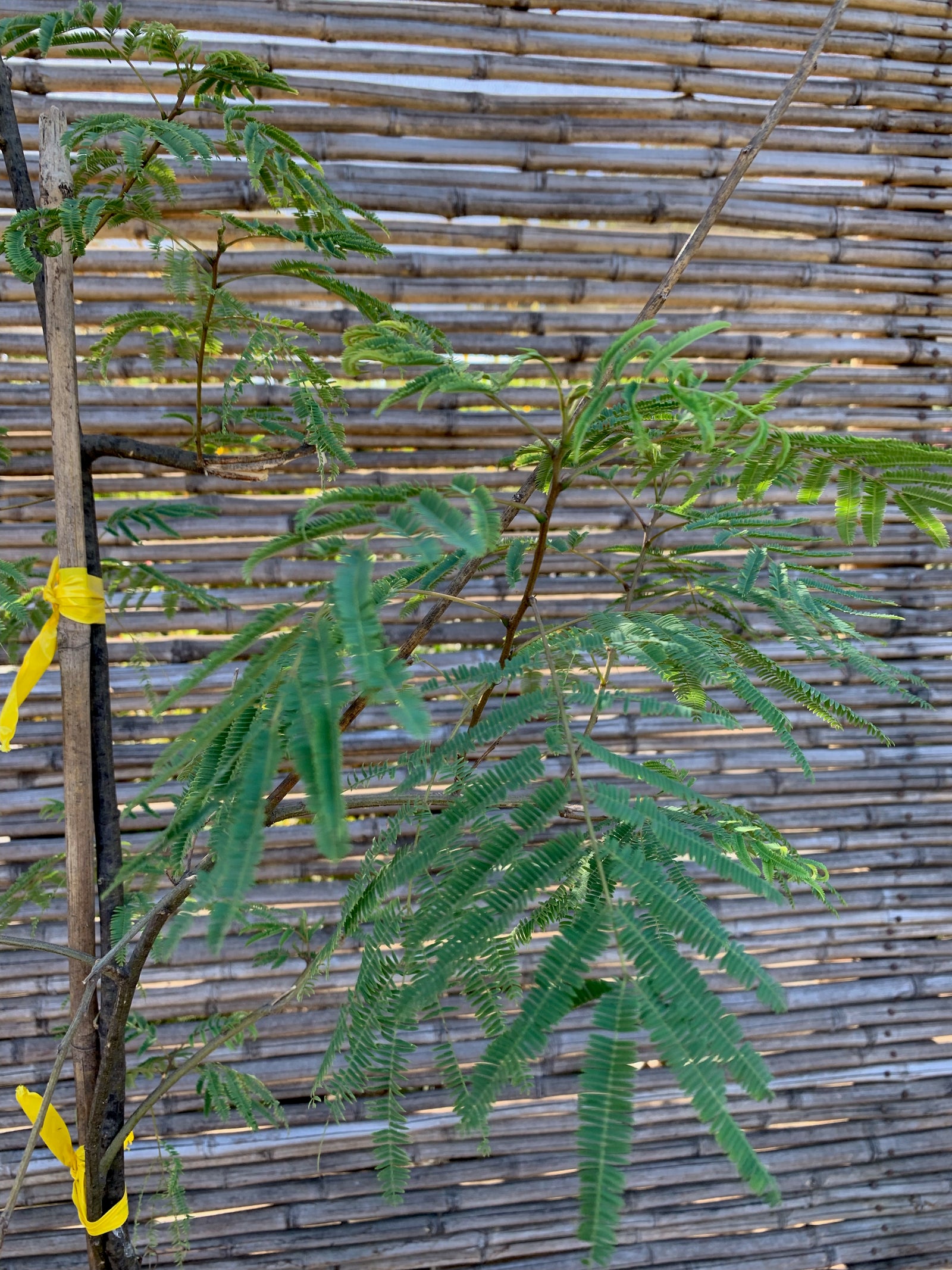 Vilca - Anadenanthera colubrina