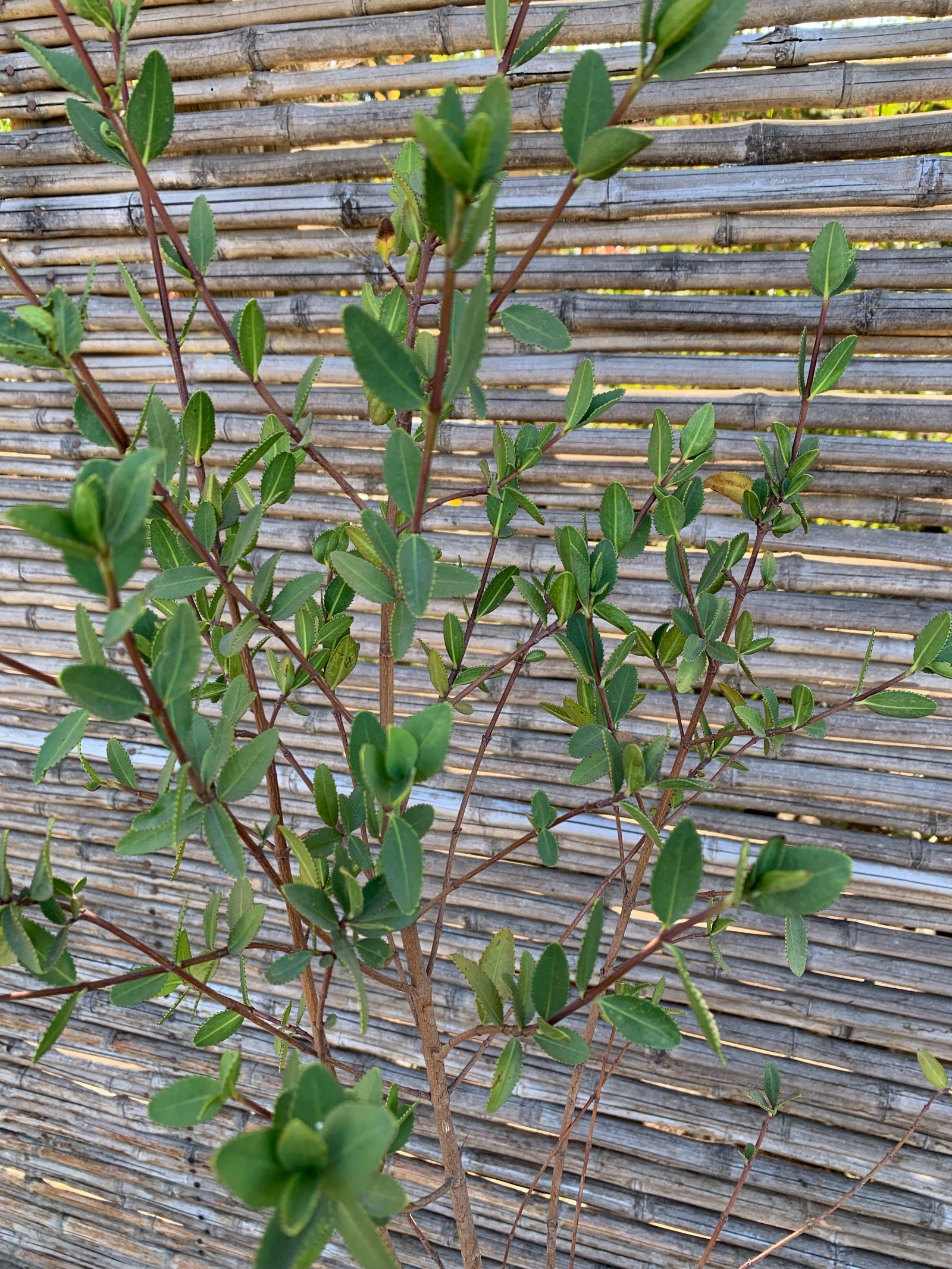 Colliguay - Colliguaja odorifera