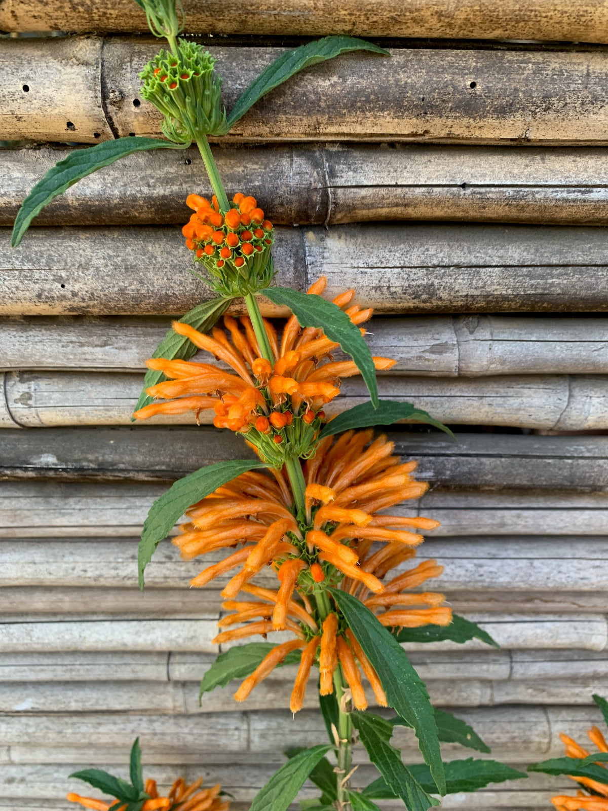 Bignonia Naranja (de fuego) - Pyrostegia venusta