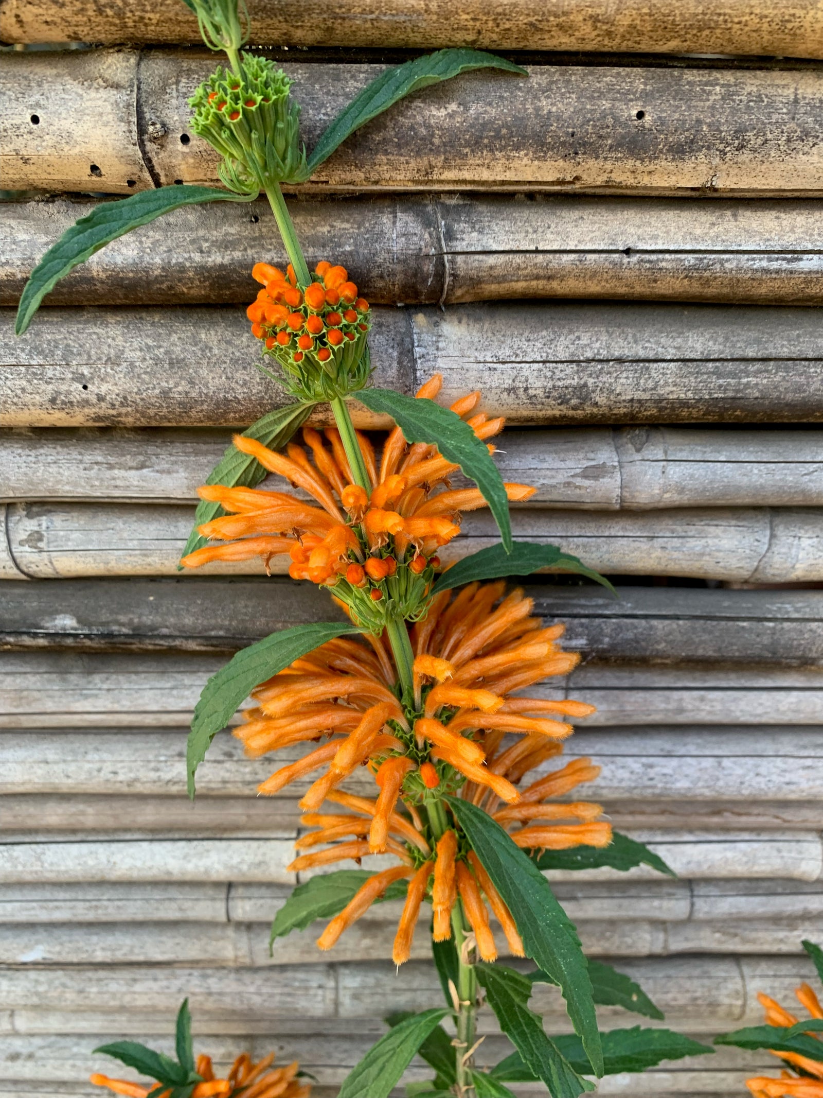 Bignonia Naranja (de fuego) - Pyrostegia venusta