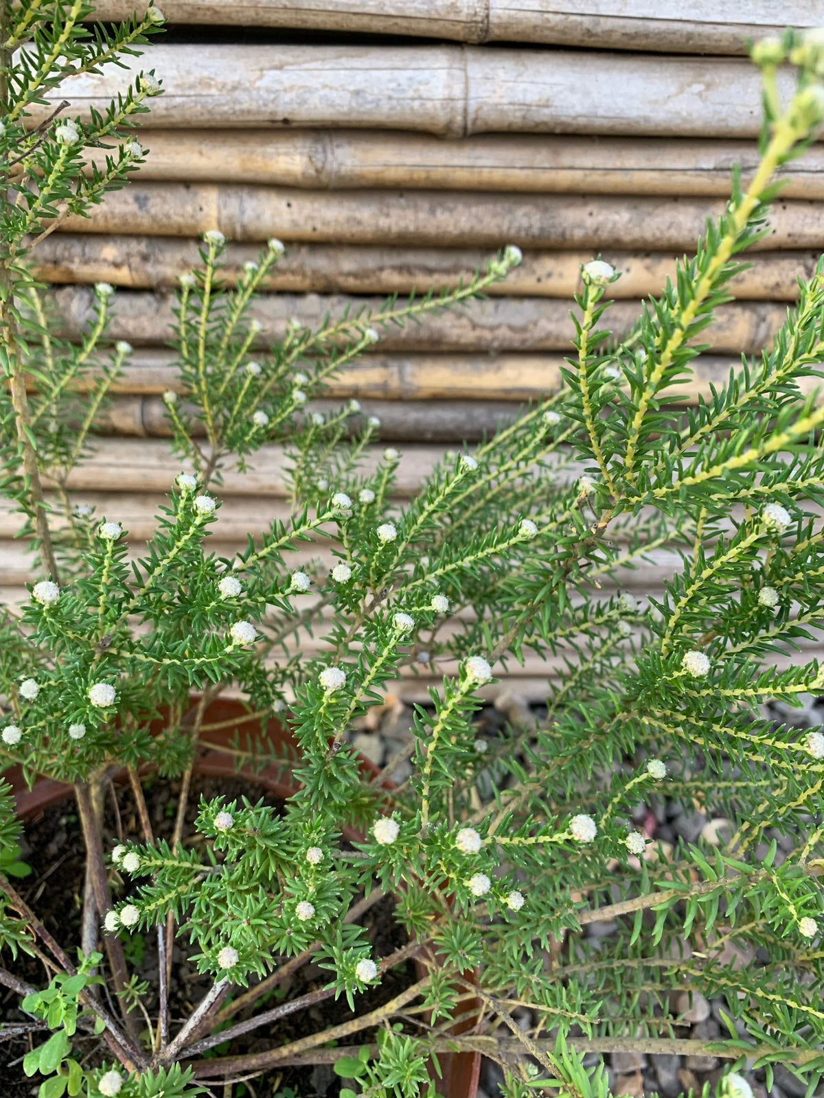 Philica - Phylica Ericoides