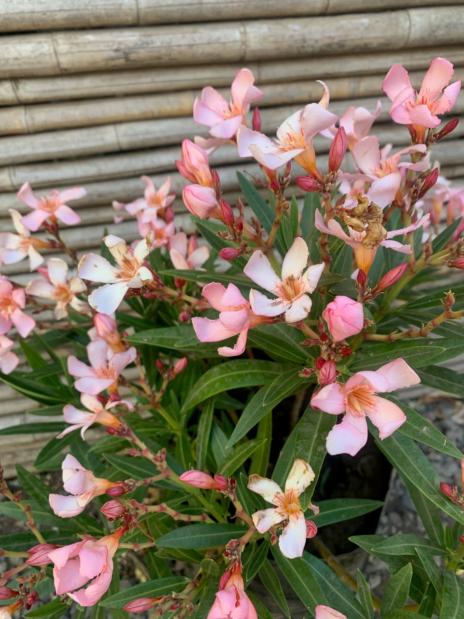 Laurel de Flor Enano - Nerium Oleander var. nana (0.5m)