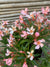 Laurel de Flor Enano - Nerium Oleander var. nana (0.5m)