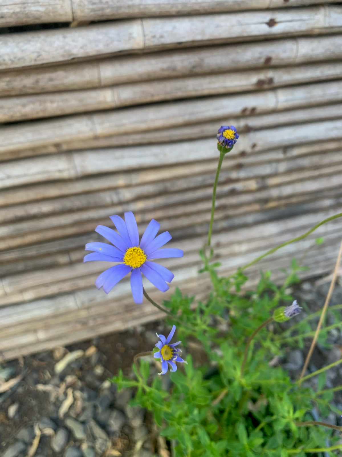 Agatea - Felicia Amelloides
