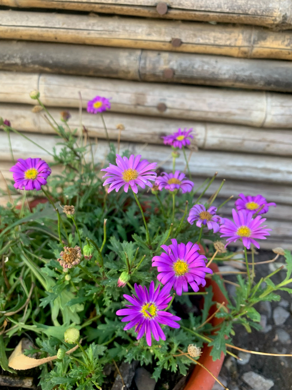 Brachicome - Brachyscome