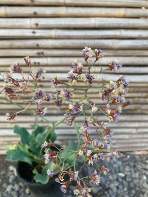 Limonium