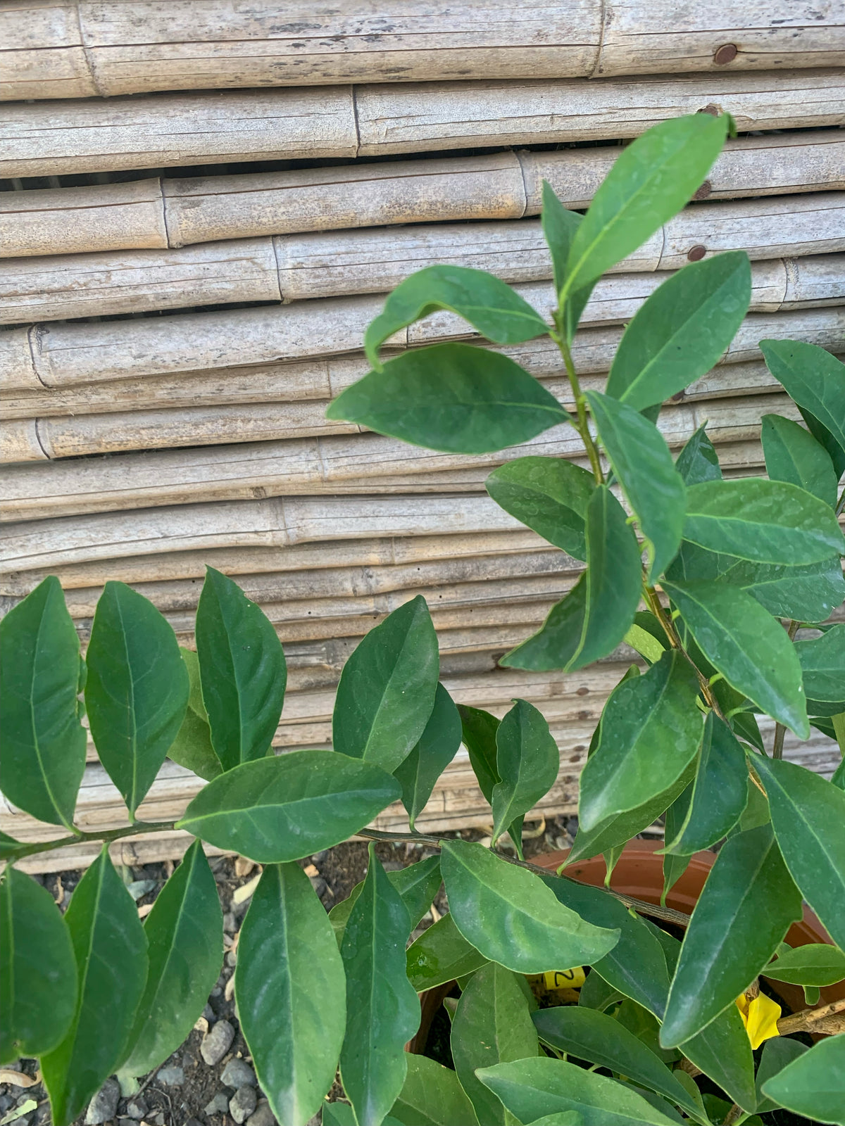 Diamelo - Brunfelsia Australis