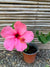 Hibisco simple