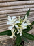 Laurel de Flor (blanca) - Nerium olender  (0.5-0.6m)