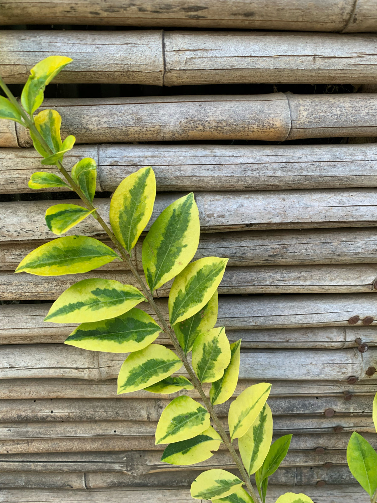 Ligustrina Variegada - Ligustrum sinense