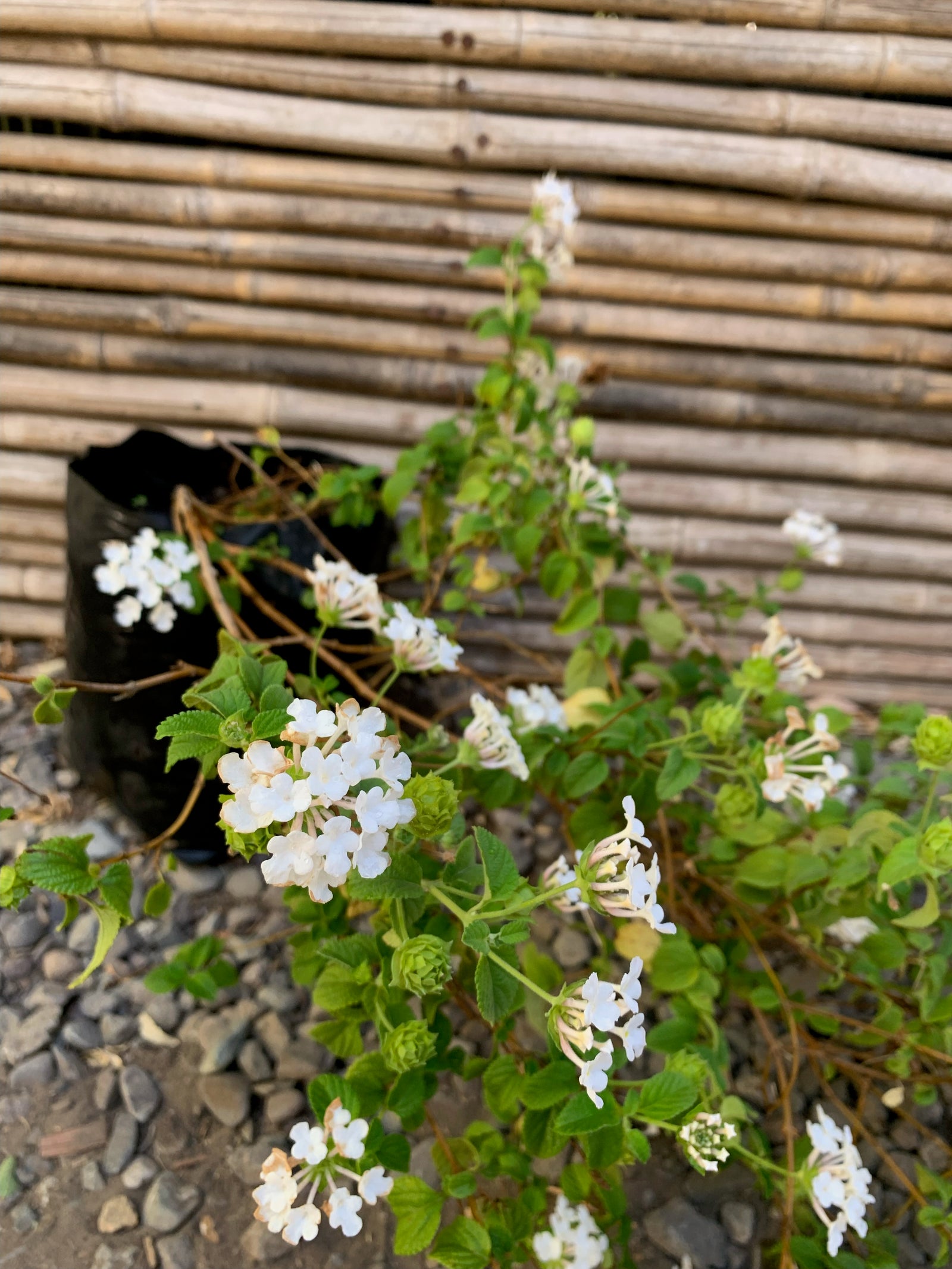 Lantana Rastrera
