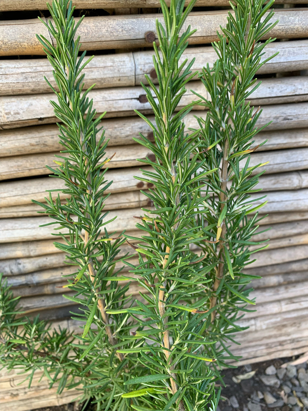 Romero Toscano - Rosmarinus Tuscan Blue