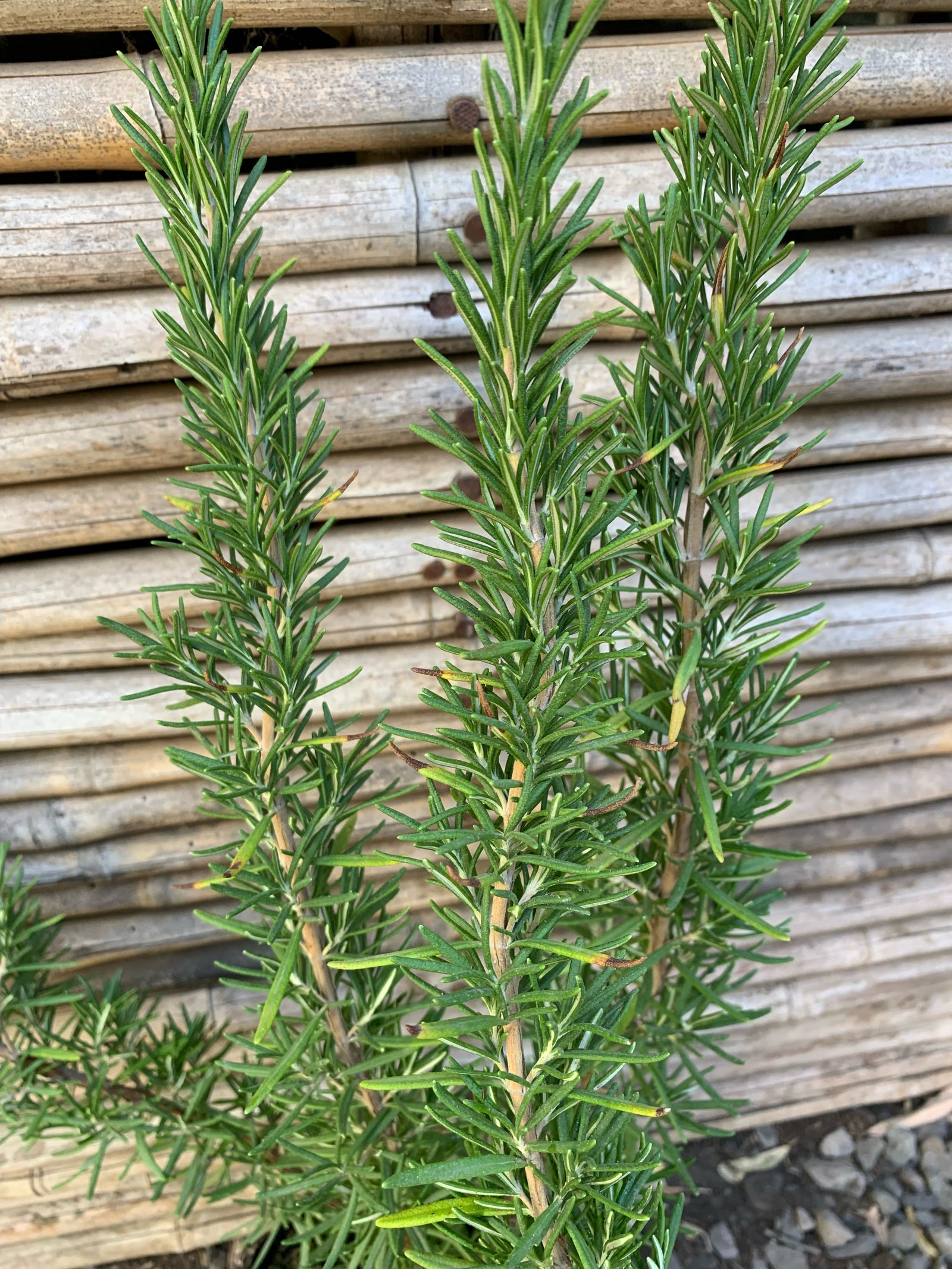 Romero Toscano - Rosmarinus Tuscan Blue