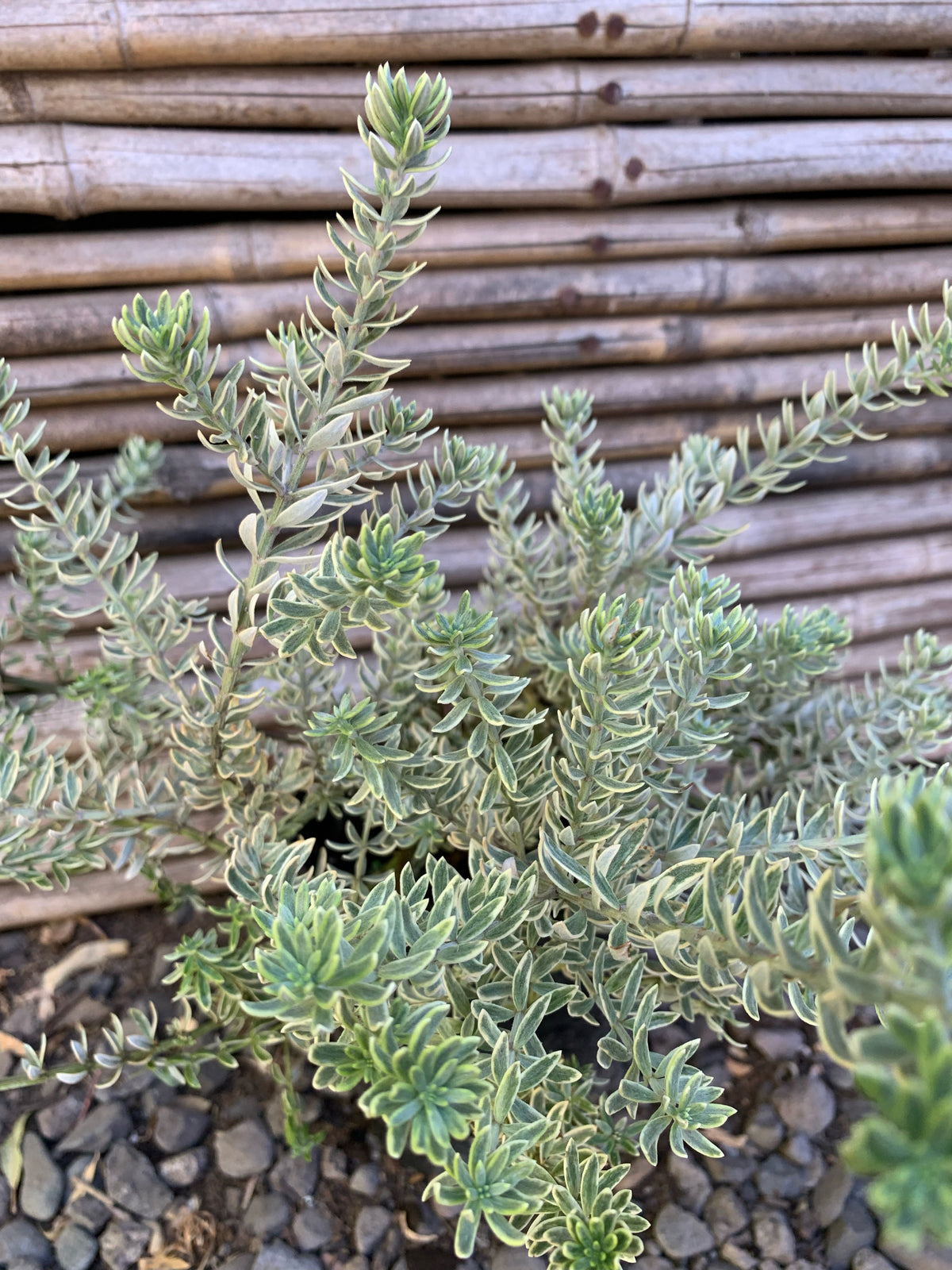 Westringia Variegada