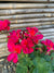 Cardenales - Geranium (3)