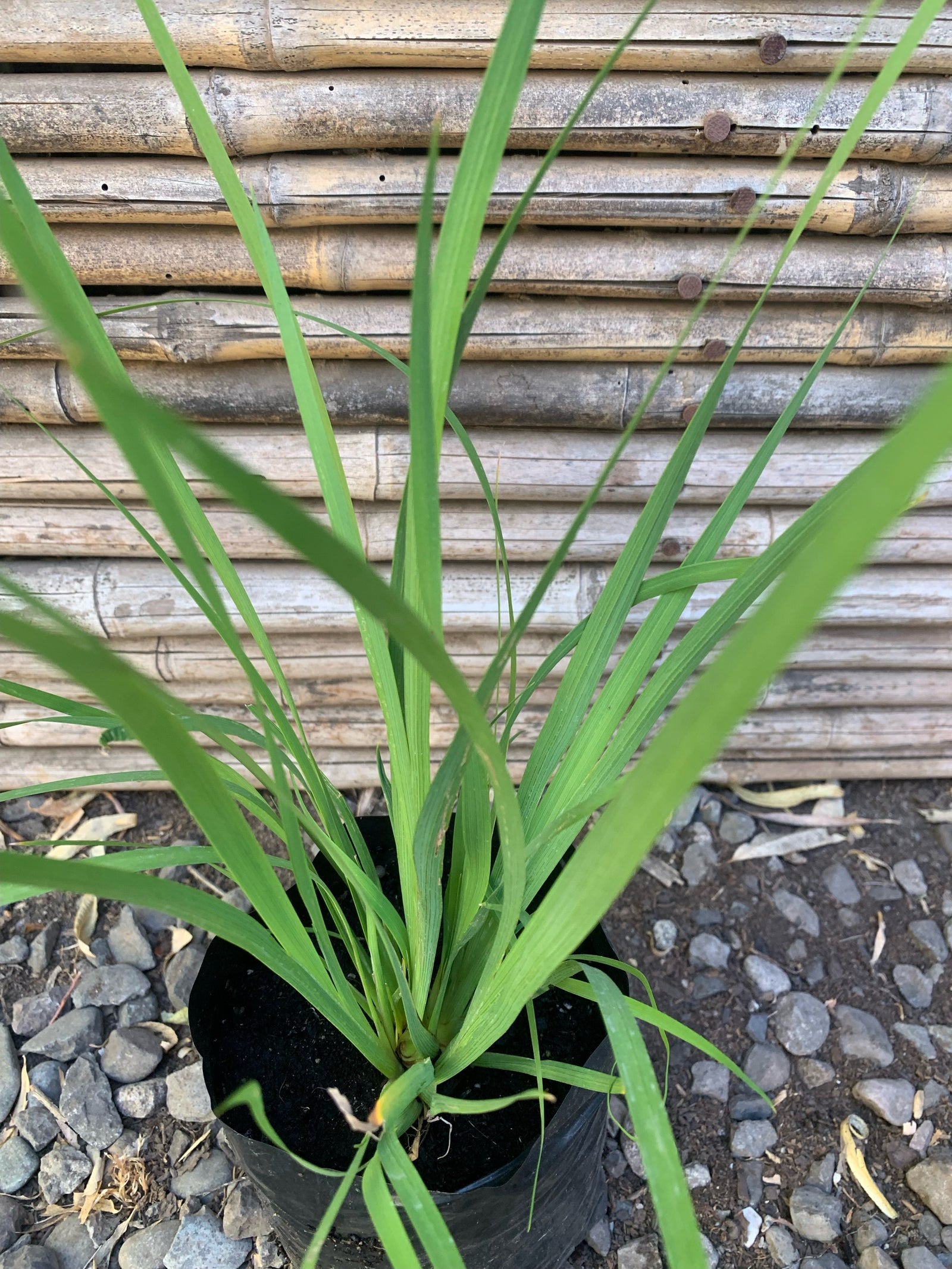 Calle Calle - Libertia Chilensis