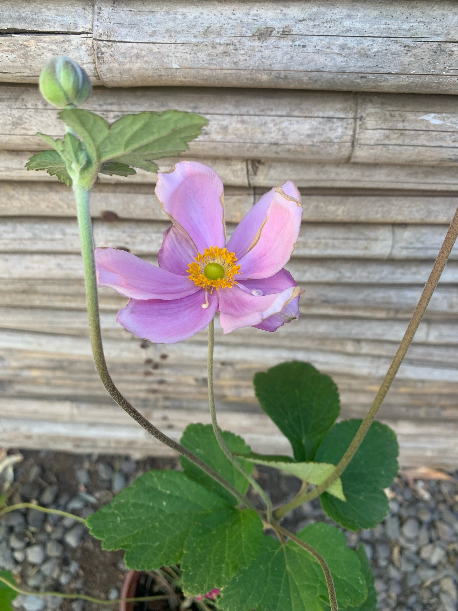 Anemona Rosada - Anemone Japonica.