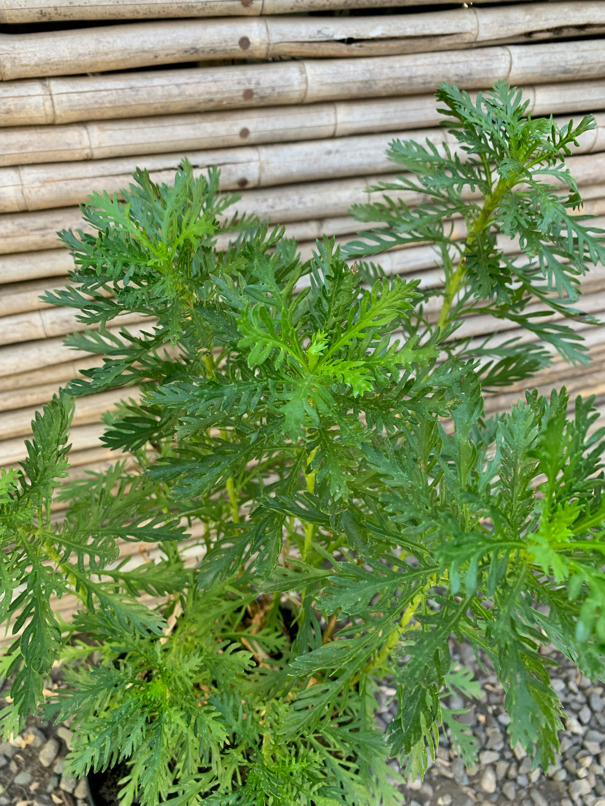Paquerette Amarillo (0.4-0.5 m)