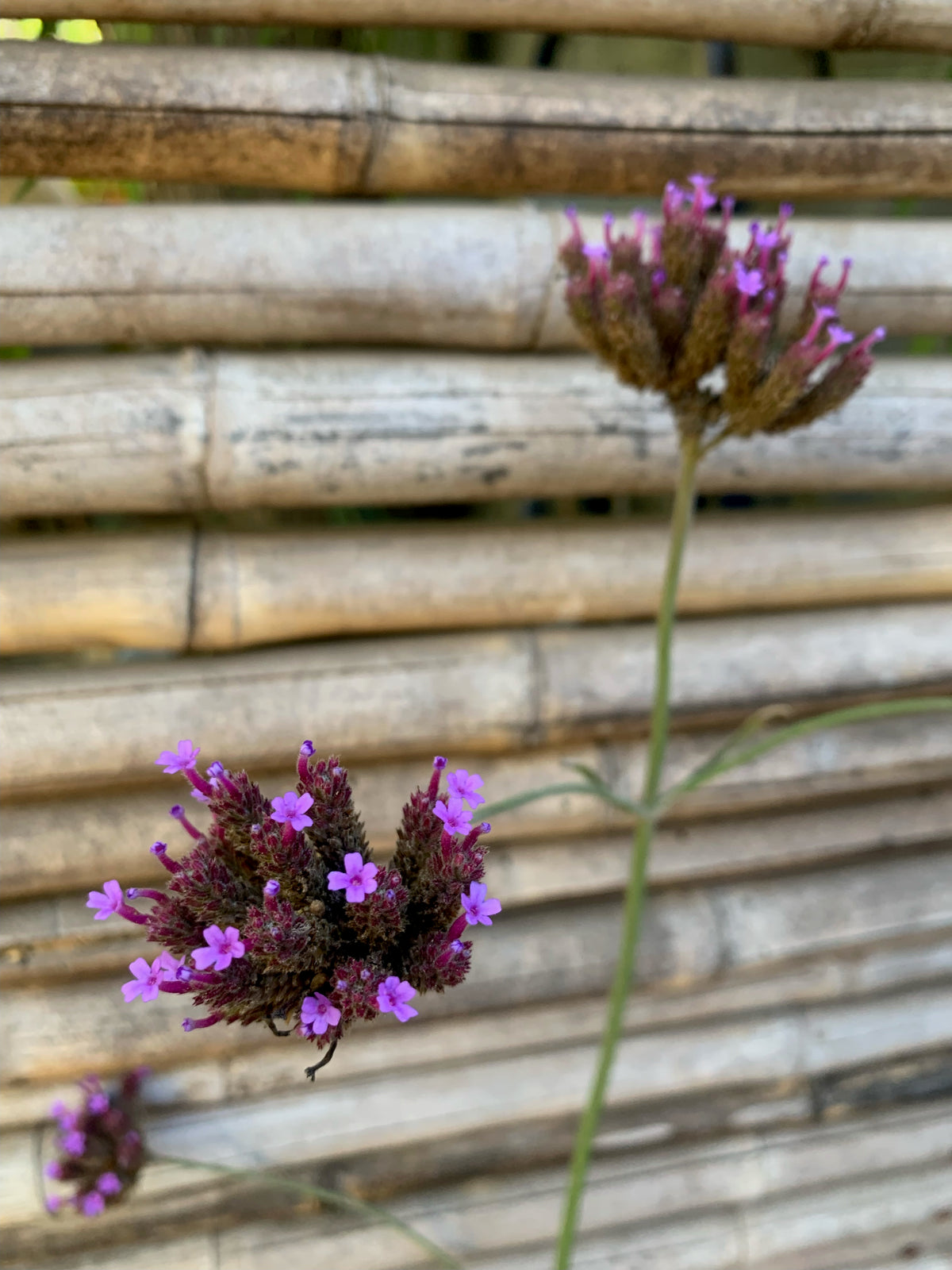 Verbena Bonariense - Verbena Bonariensis