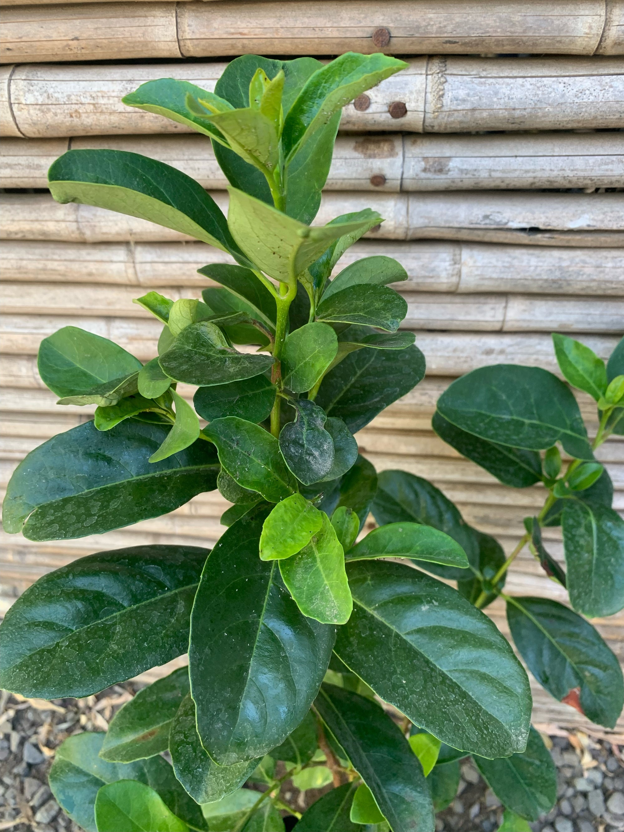 Viburnum Mascantha  (0.5-0.7m)