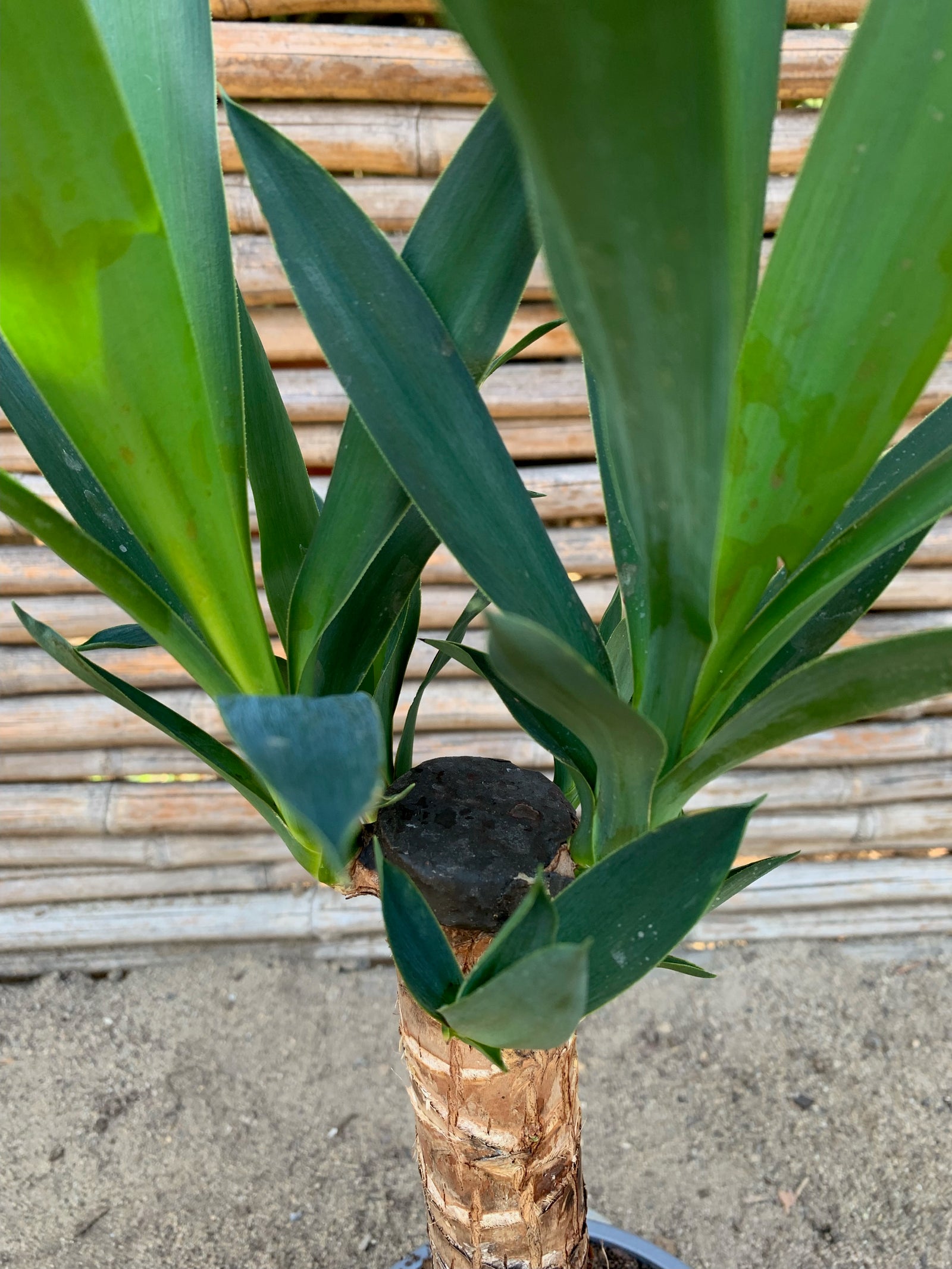 Yuca o Yucca (Pie alto)