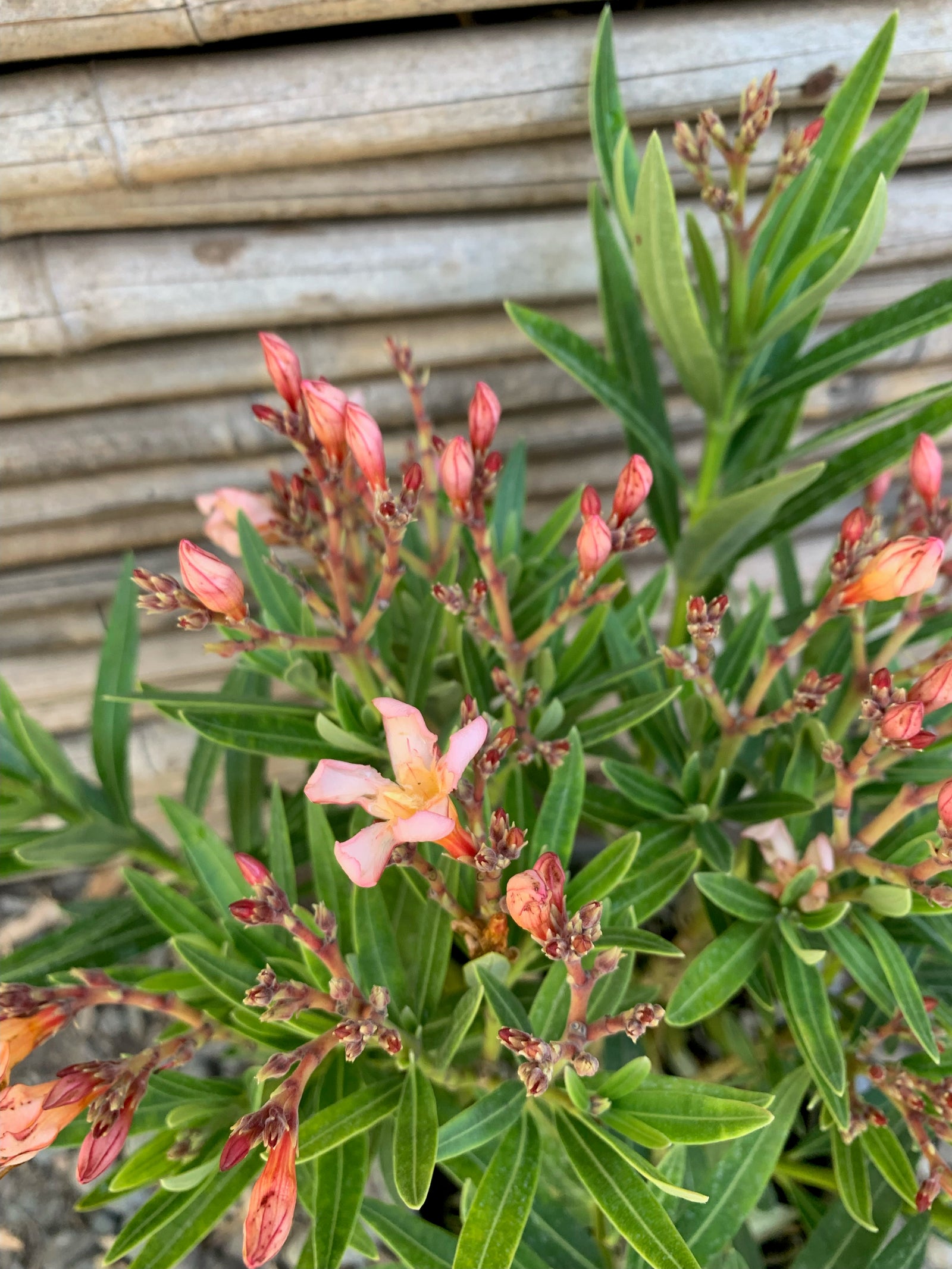 Laurel de Flor Enano - Nerium Oleander var. nana (0.2-0.3m)