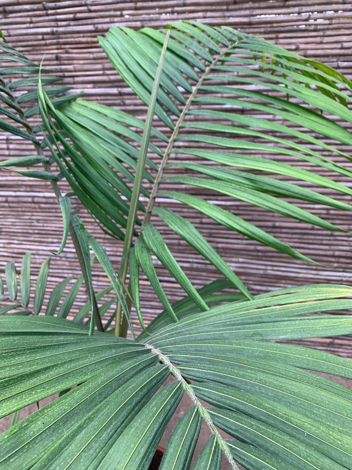 Kentia - Howea forsteriana (1.5-1.7m)