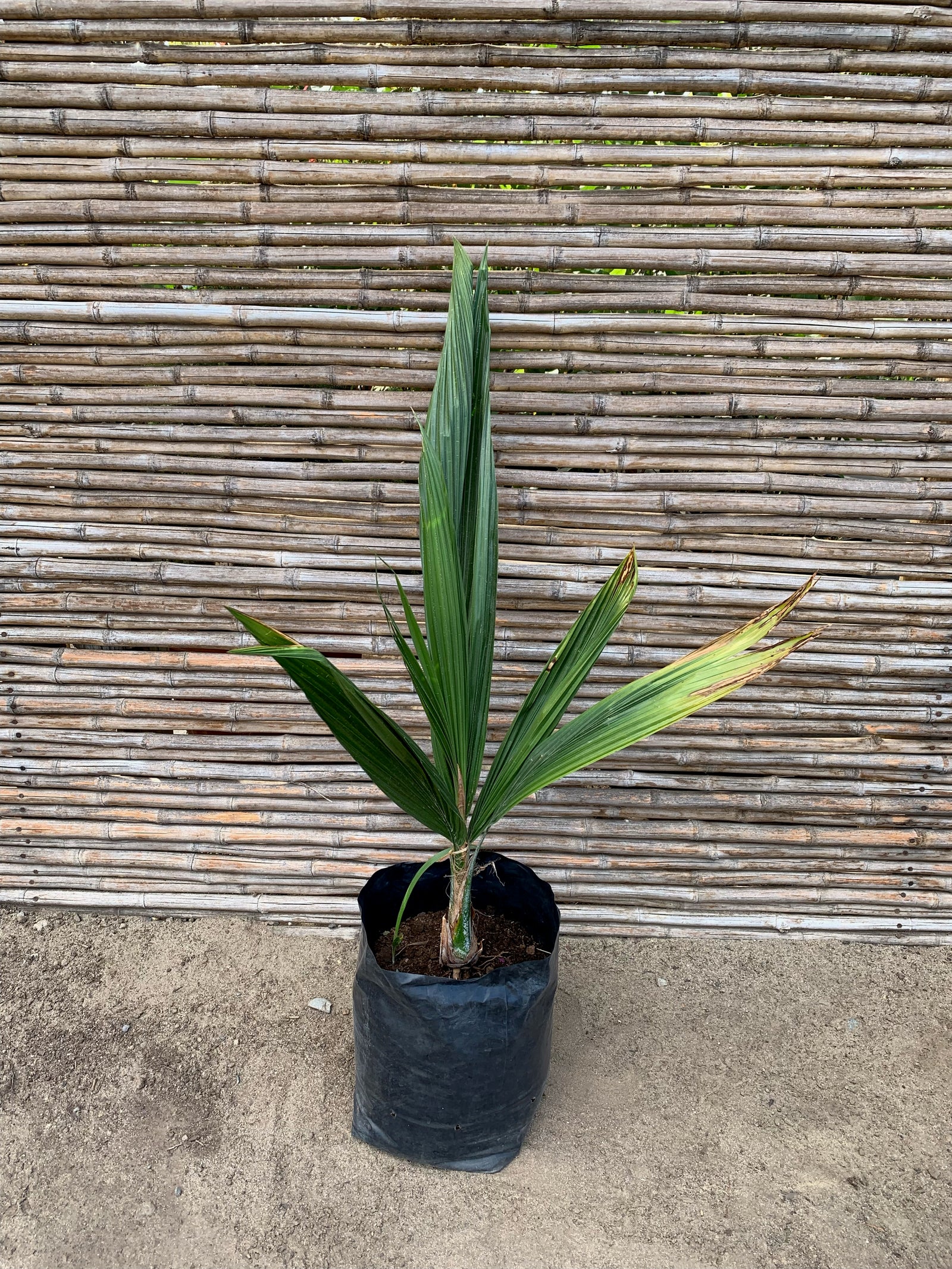 Palmera Cocos Plumosa - Syagrus romanzoffiana  (0.6-0.7m)