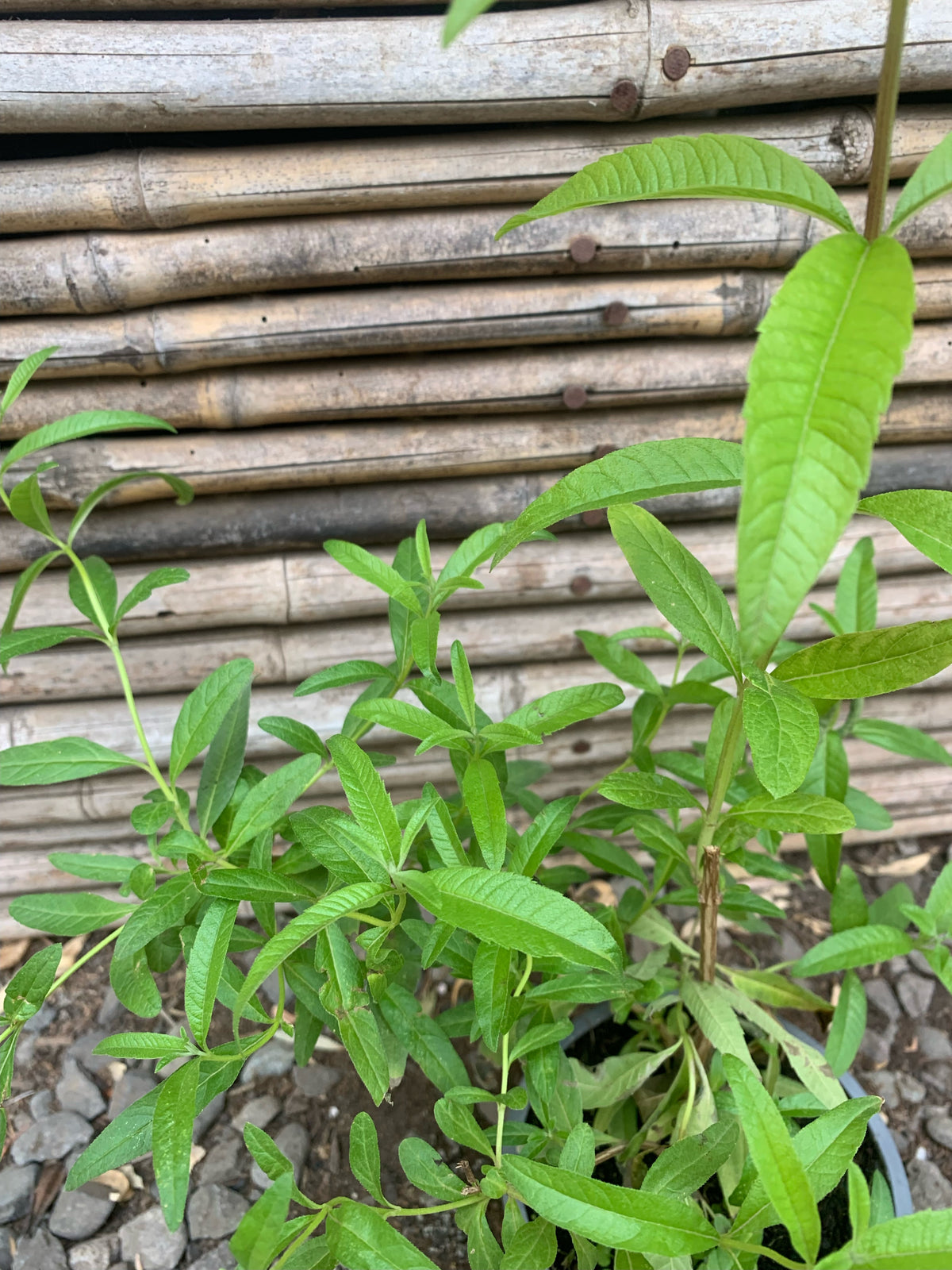 Cedrón (Aloysia citrodora)