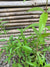 Cedrón (Aloysia citrodora)