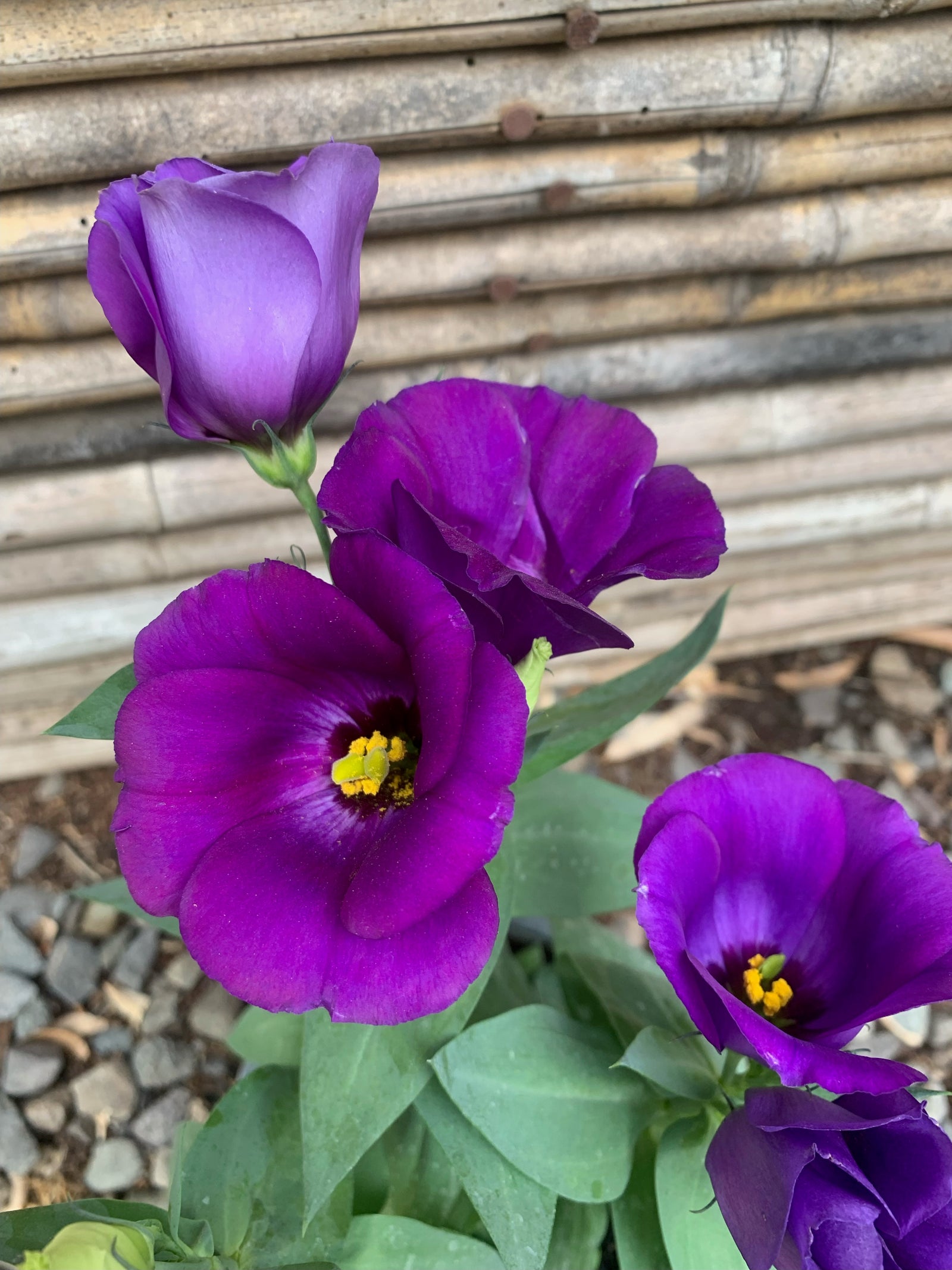 Lisianthus - Eustoma