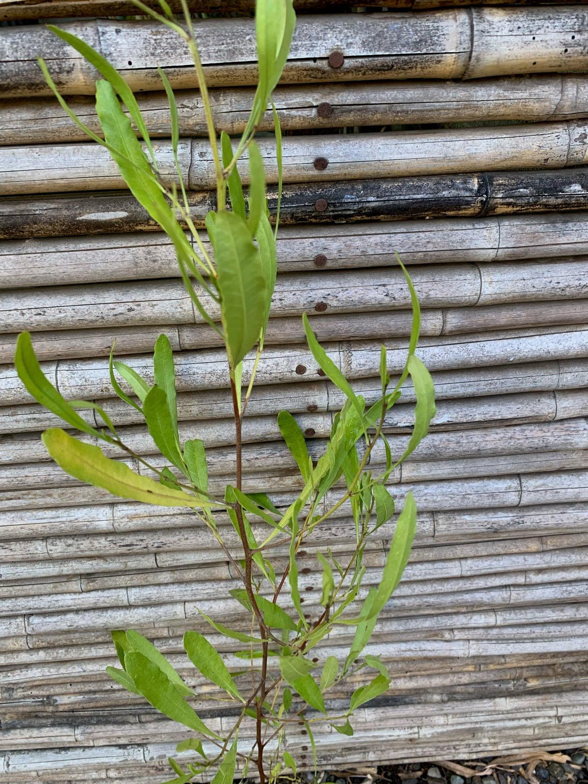 Stenocarpus Verde - Dodonaea Viscosa