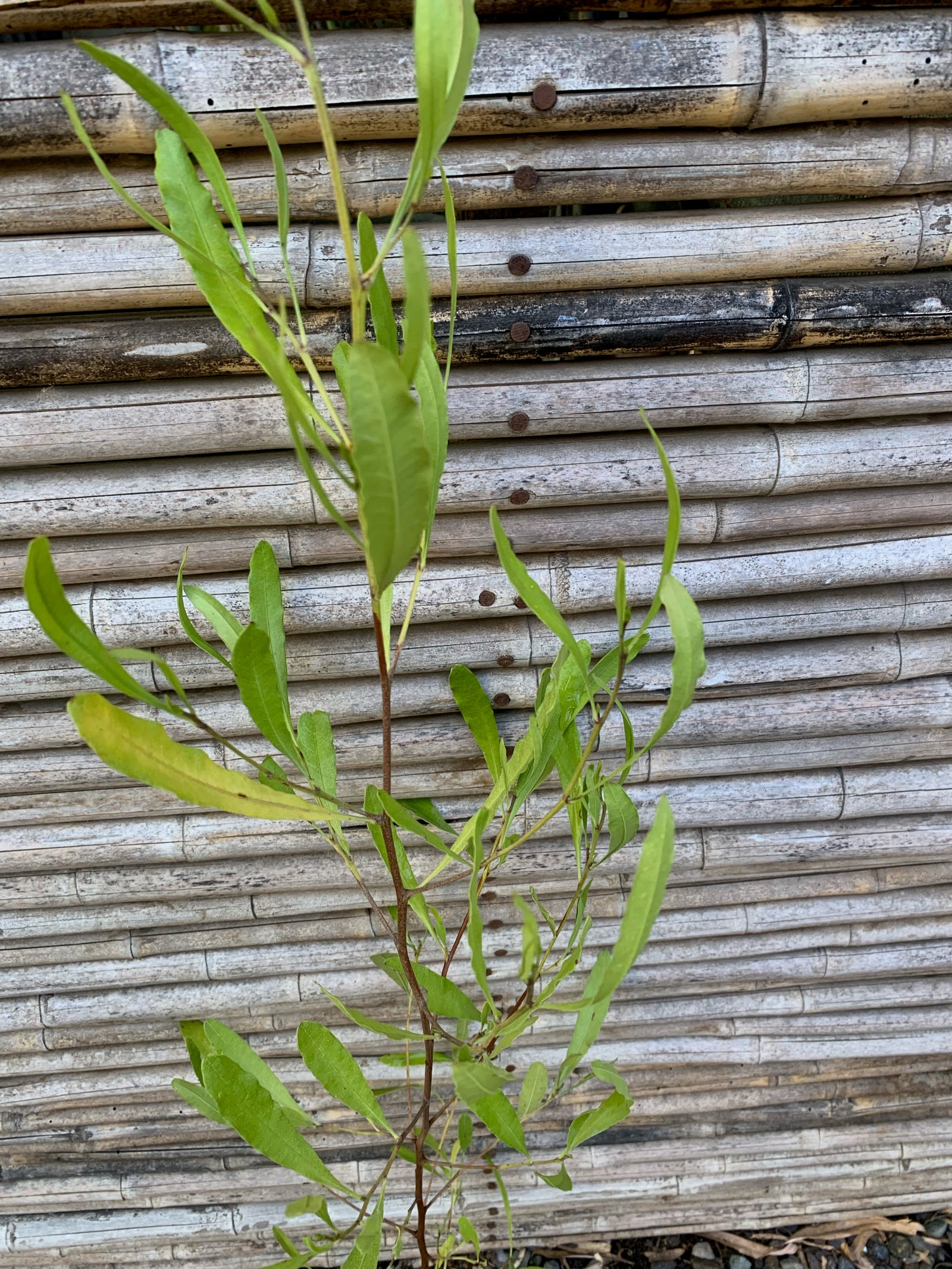 Stenocarpus Verde - Dodonaea Viscosa