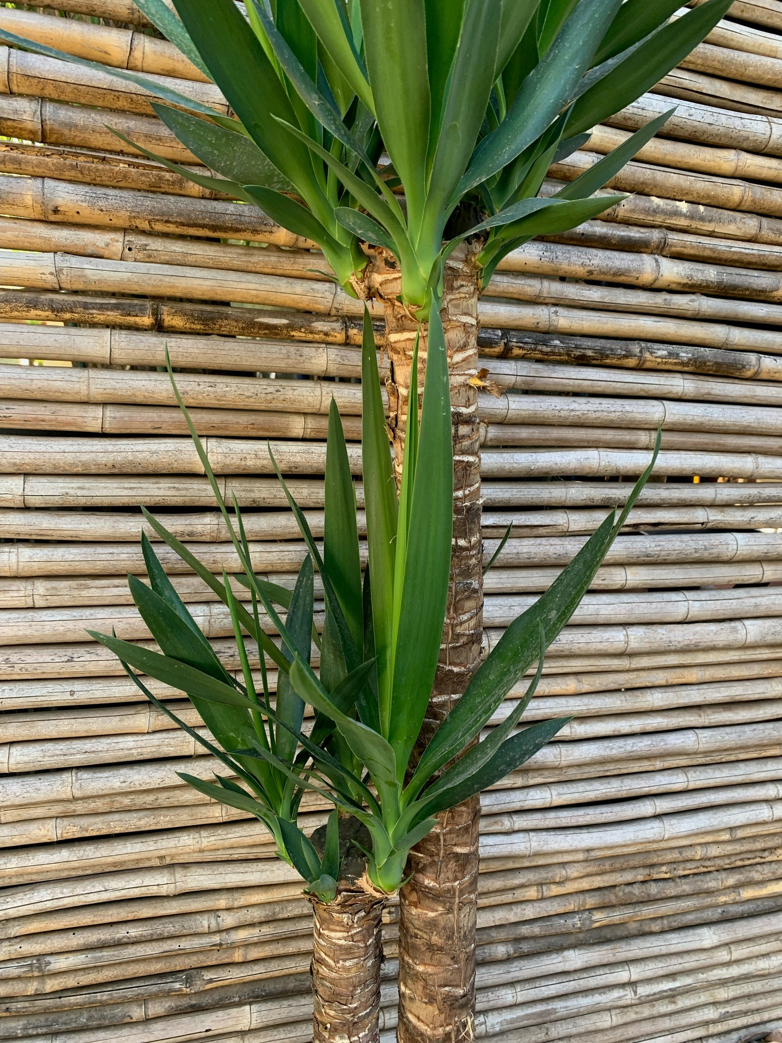 Yuca o Yucca (Pie alto) Doble (1.0-1.2m)