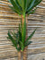 Yuca o Yucca (Pie alto) Doble (1.0-1.2m)