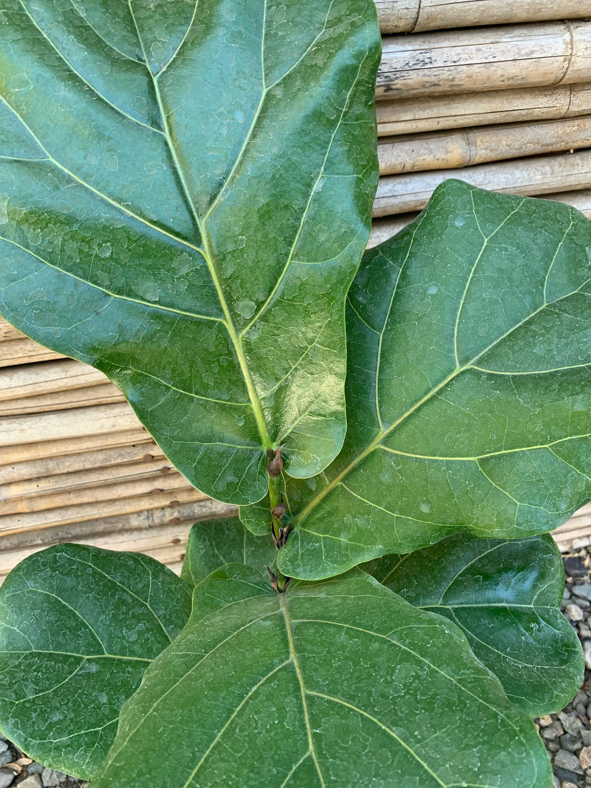 Ficus Lyrata