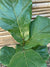 Ficus Lyrata