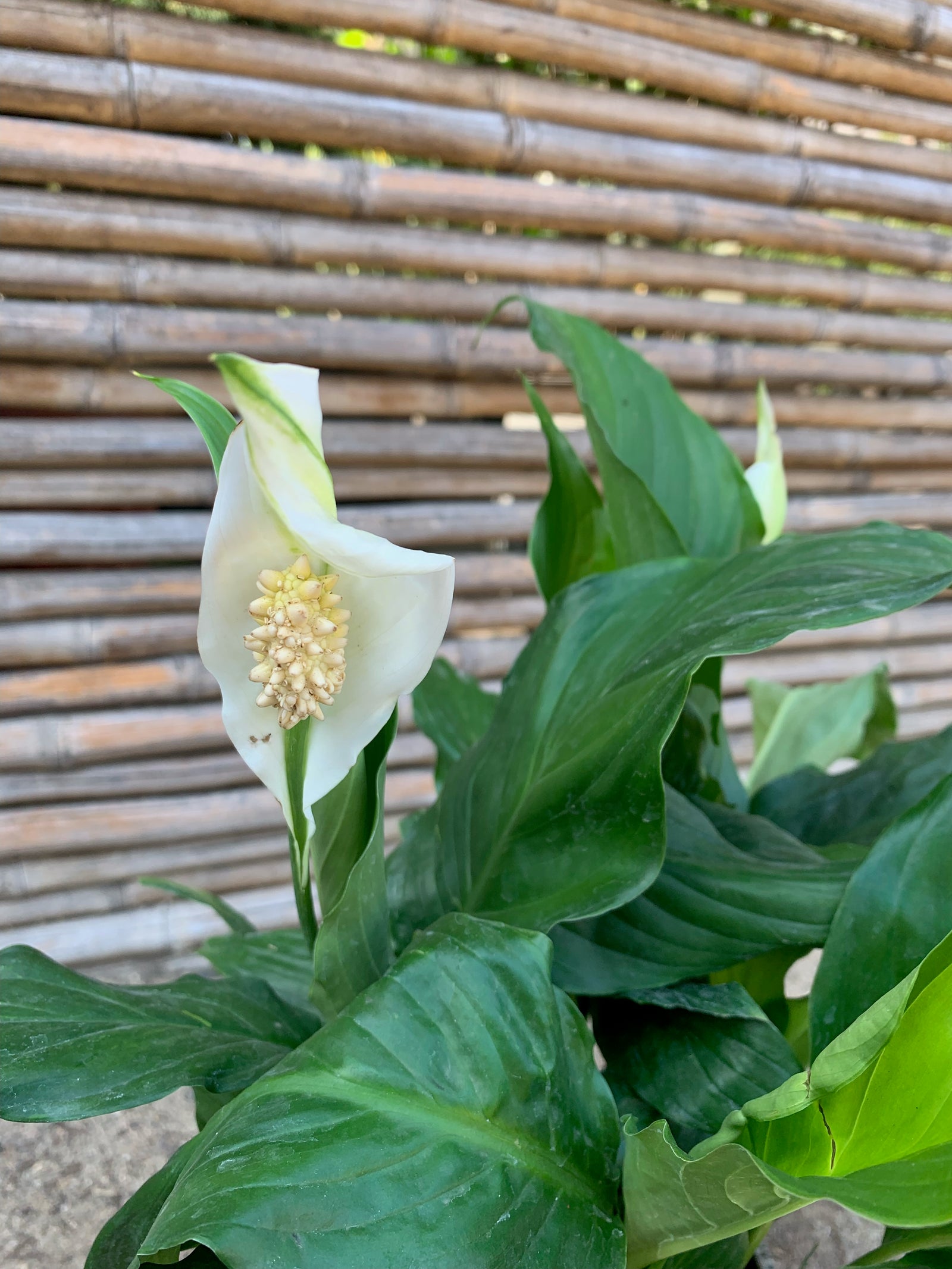 Spathiphyllum