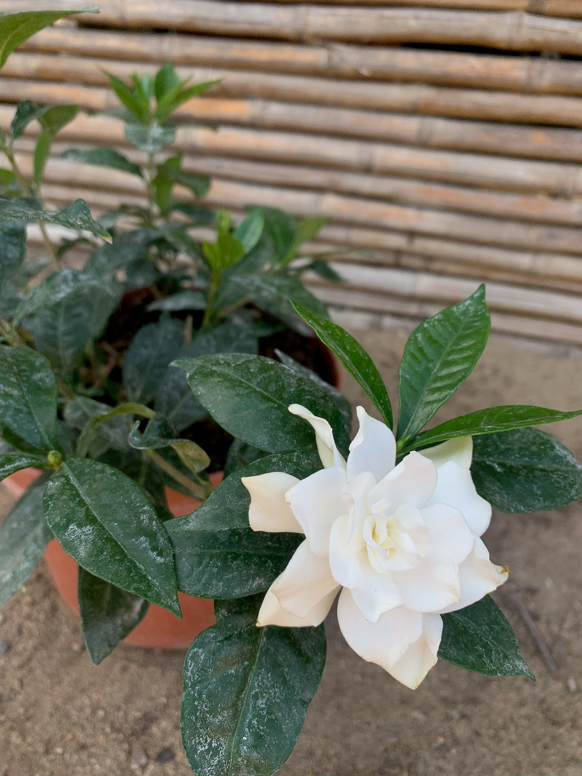 Gardenia Jasminoide