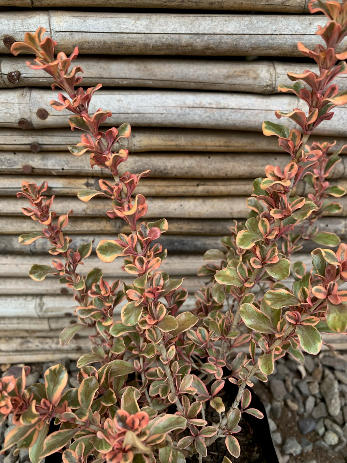 Coprosma Tequila (0.2-0.3m)