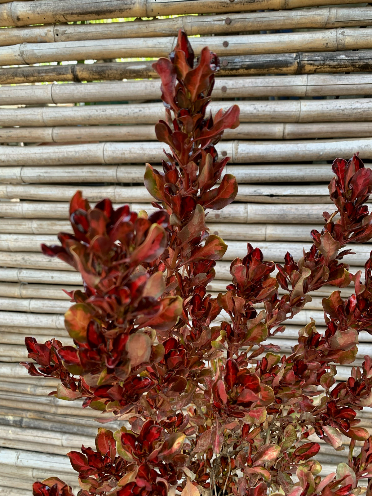 Coprosma Rojo