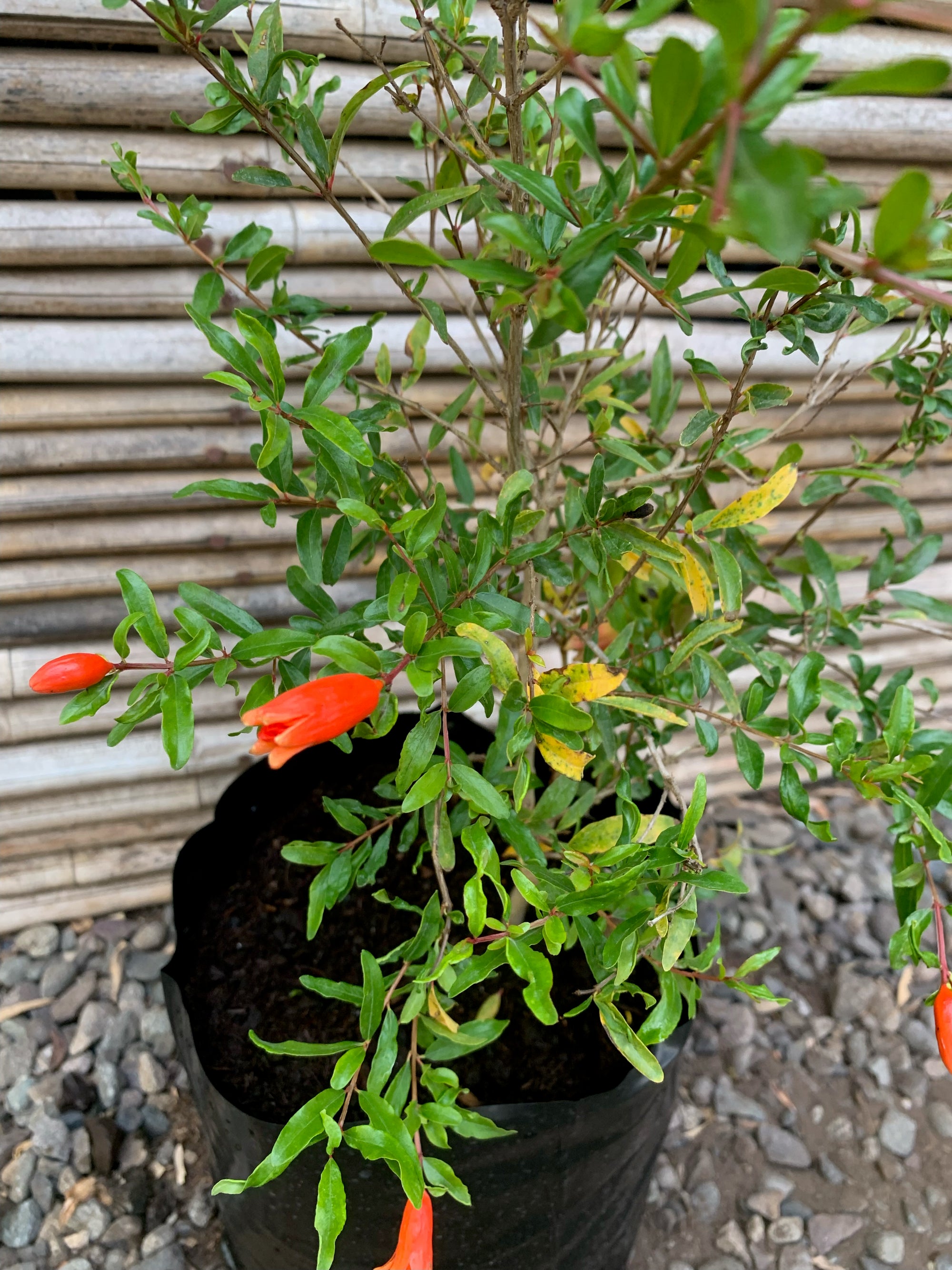 Granado de Flor