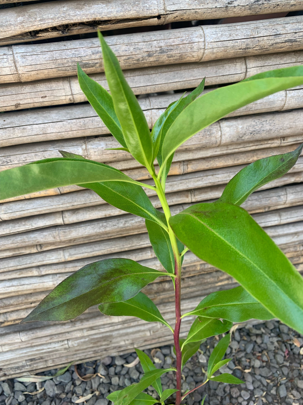 Miósporo Arbustivo - Myoporum laetum (0.6m)